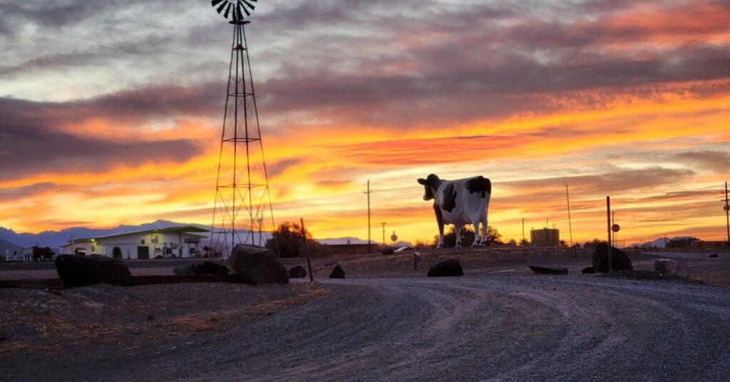 Things to do in Amargosa Valley Big Bovine of the Desert