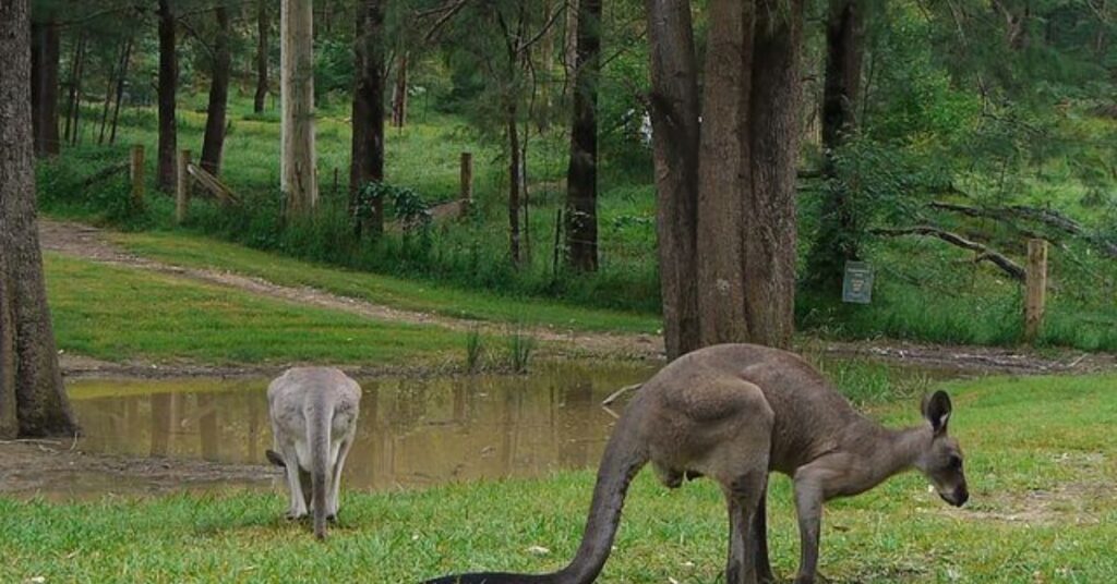 Things to Do in Glenbrook Euroka Clearing 