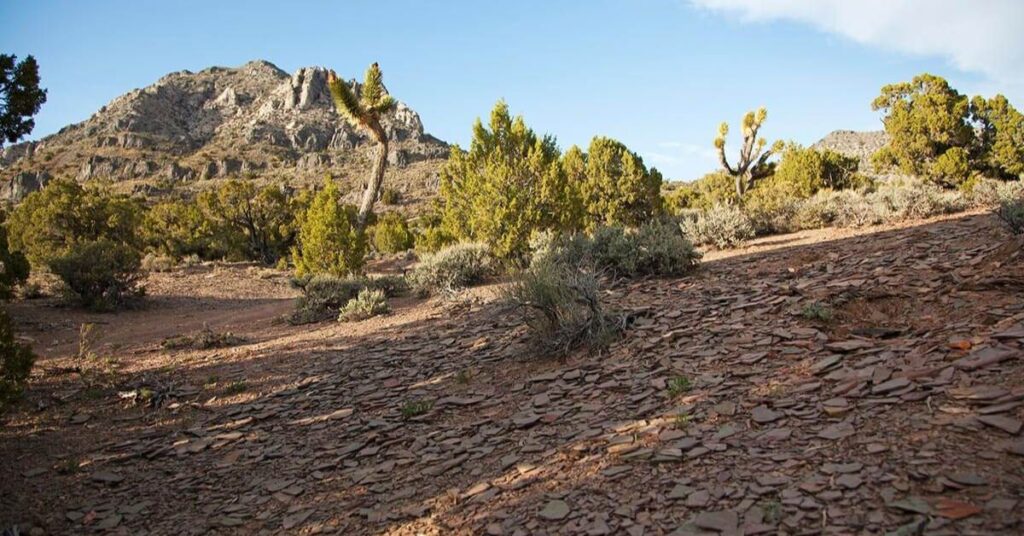 Things to Do in Caliente  Oak Springs Trilobite Area