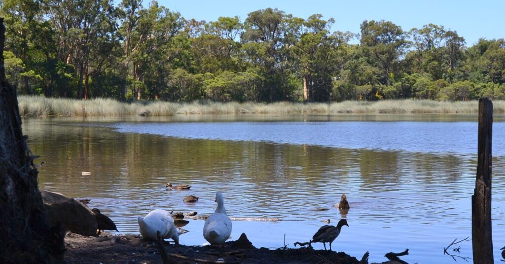 Things to do in Glenbrook Lagoon
