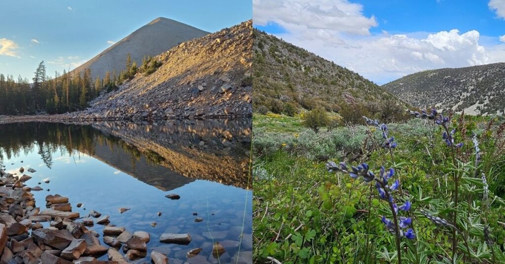 Baker Creek Loop Trail Baker Nevada showing a shaded hiking trail alongside flowing creek water and steady forest terrain