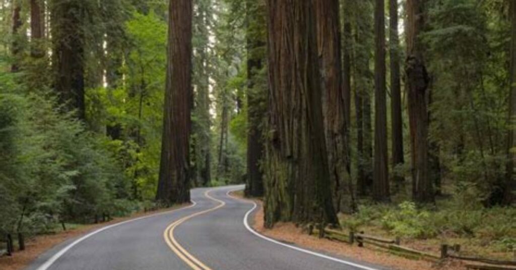 Things to do in Eureka showing Redwood Highway with tall redwood trees, a winding scenic road, and a calm driving environment through forest landscapes