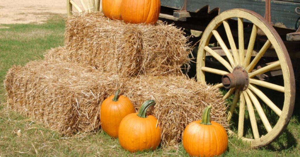 Things to do in Moapa Valley Corn Maze 