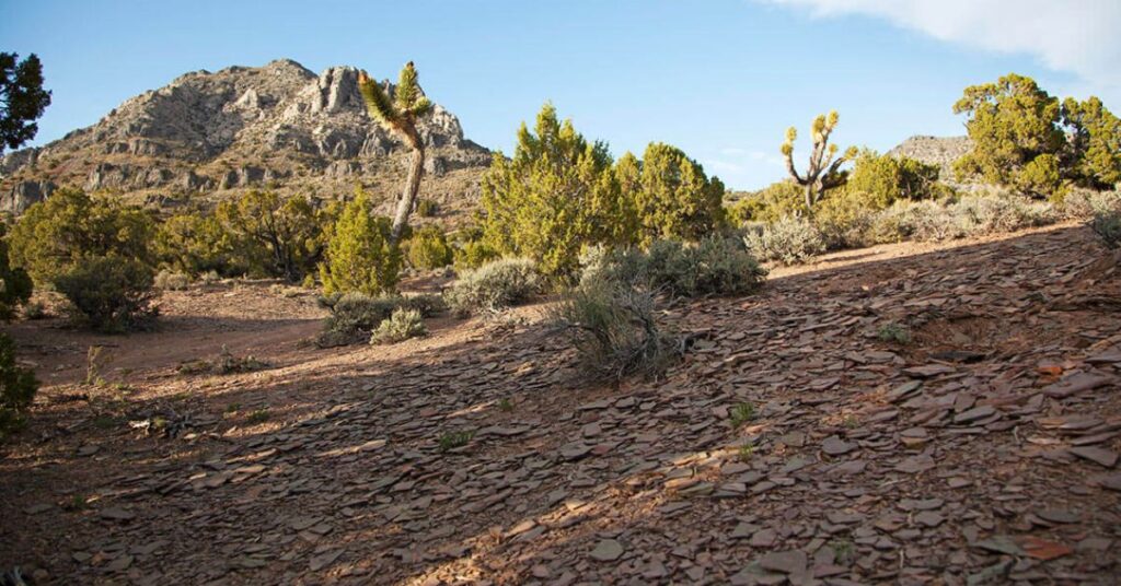 Things to Do in Caliente Nevada Oak Springs Trilobite Area